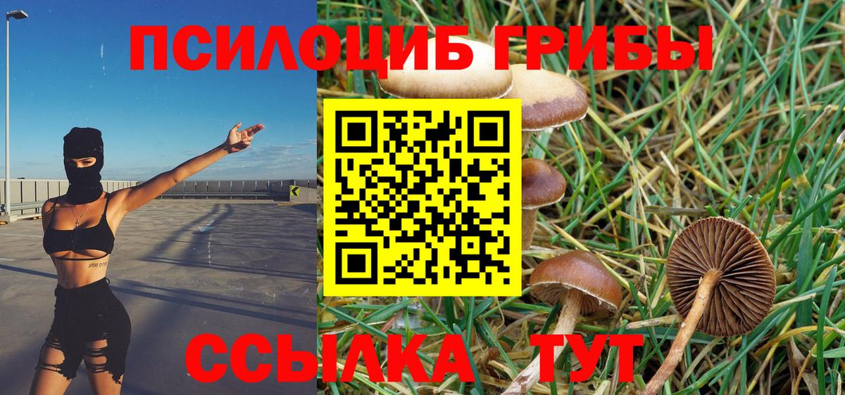 Галлюциногенные грибы Psilocybe Мценск