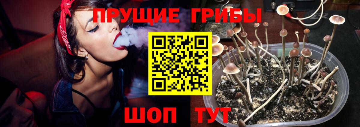 Псилоцибиновые грибы GOLDEN TEACHER  Вход с VPN  Мценск 